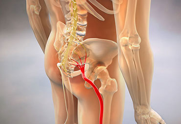 loaction of sciatic nerve