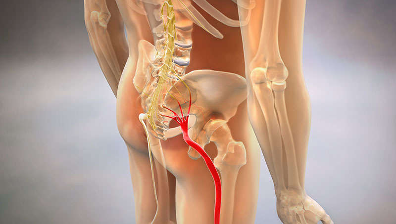 loaction of sciatic nerve
